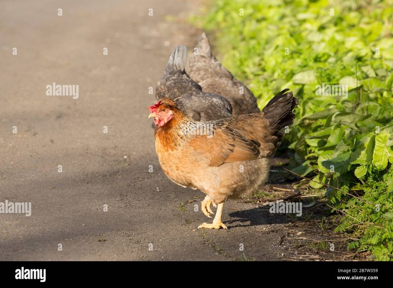 Guide de chicken road game