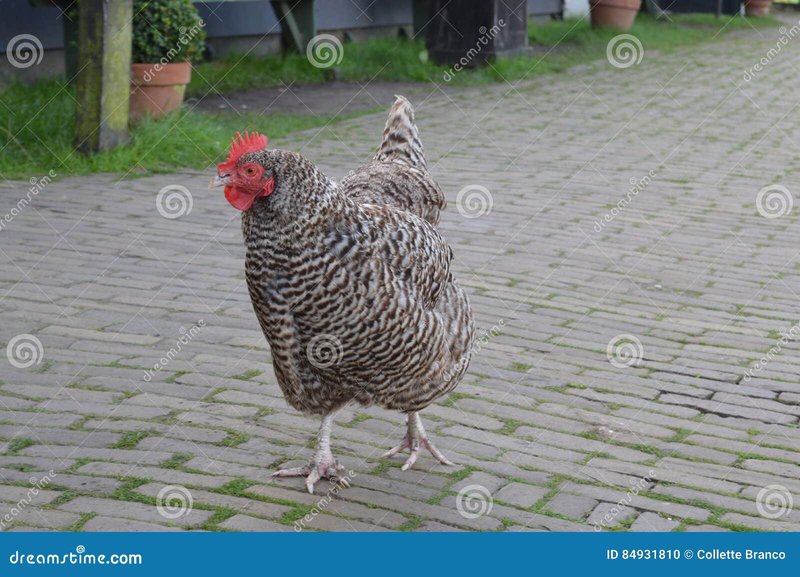 Waarom Je Het Spel Chicken Road Online niet mag overslaan in Nederland, chicken road nederland